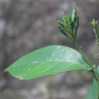 Pseuderanthemum latifolium (Vahl) B.Hansen